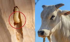 WhatsApp Image 2025-05-22 at 8.03.58 AM