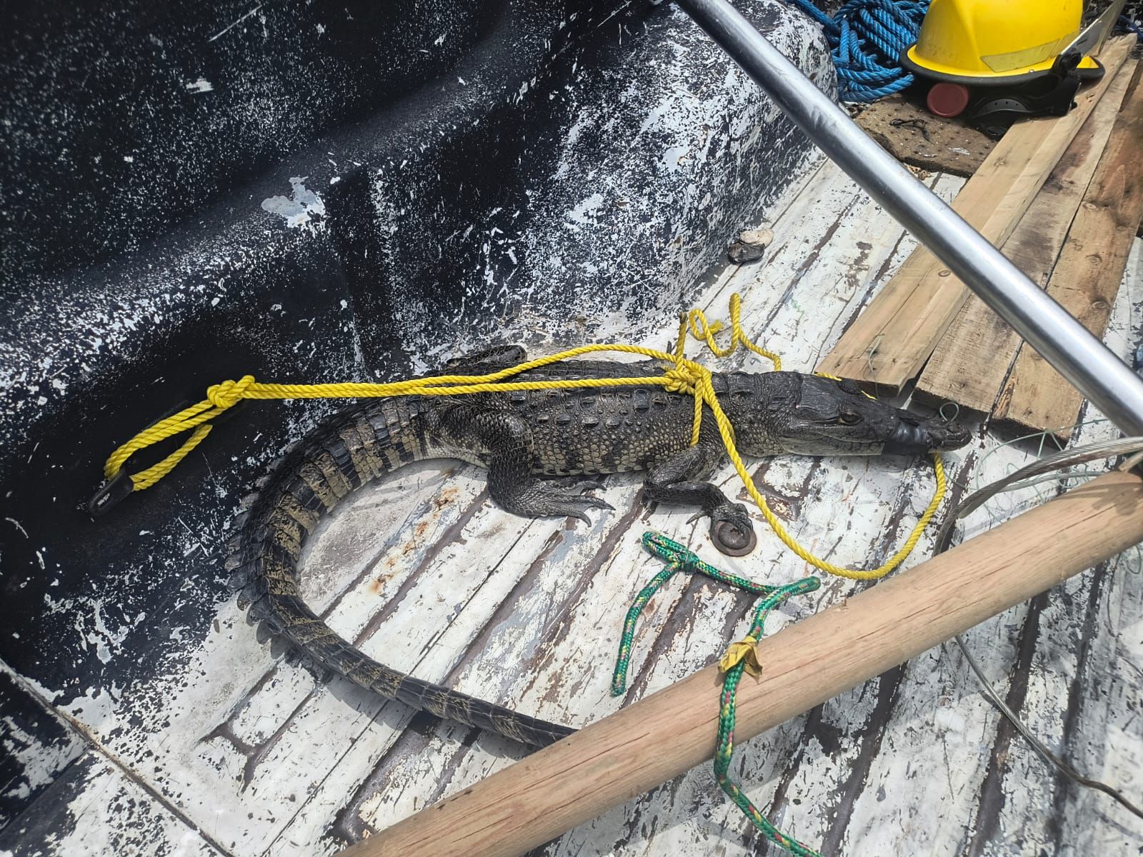 WhatsApp Image 2025-06-26 at 3.57.17 PM (1)