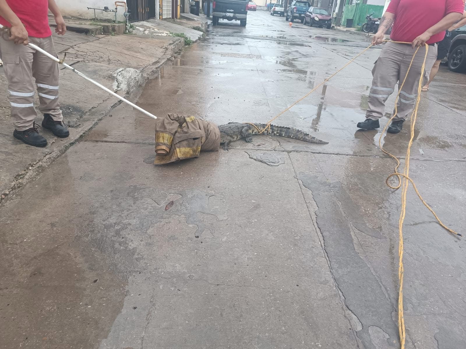 e2e50cbd-58e4-47a0-893f-2d4d6ee0c53a