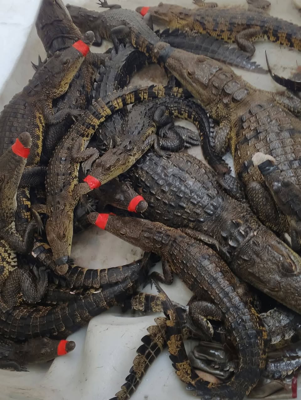 511960681_575099069010486_7670431643547078116_n