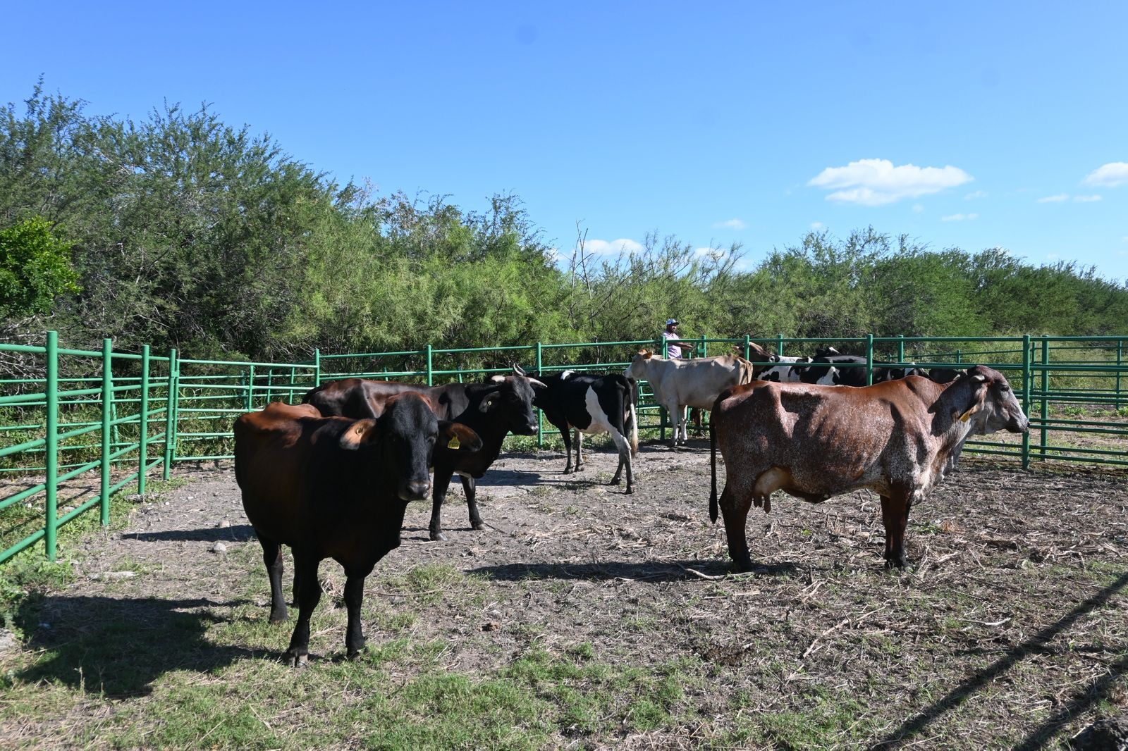 WhatsApp Image 2025-11-05 at 12.38.44 PM