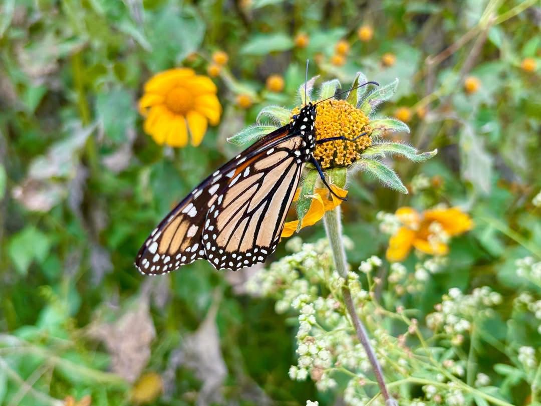 WhatsApp Image 2025-11-05 at 3.59.02 PM