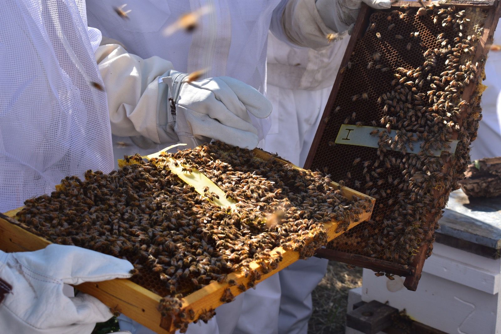 WhatsApp Image 2025-11-10 at 1.22.13 PM (1)