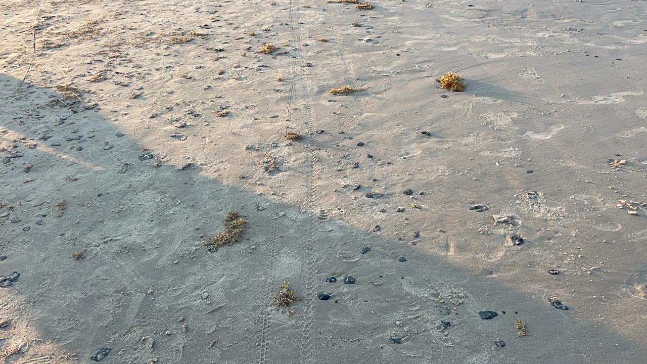 WhatsApp Image 2026-03-30 at 2.38.18 PM (1)