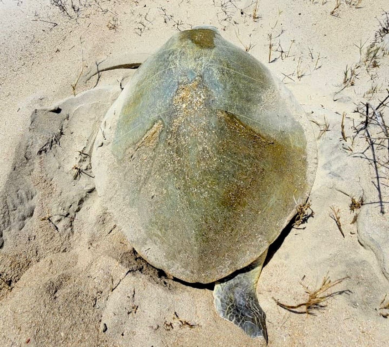 WhatsApp Image 2026-04-02 at 5.46.30 PM (1)